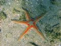 Astropecten aranciacus